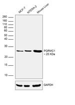 PGRMC1 Antibody in Western Blot (WB)