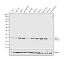 ARF6 Antibody