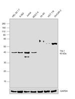 TAL1 Antibody