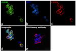 LILRB2 Antibody in Immunocytochemistry (ICC/IF)