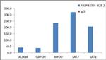 Histone H2B.2 Antibody