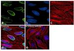 Histone H2B.2 Antibody in Immunocytochemistry (ICC/IF)