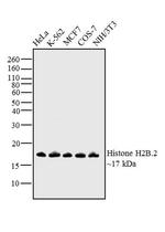 Histone H2B.2 Antibody in Western Blot (WB)