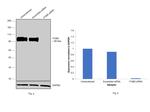 ITGB5 Antibody