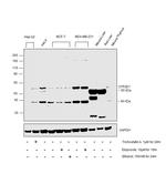 CYP2E1 Antibody in Western Blot (WB)