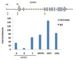 Histone 1F0 Antibody