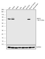 cIAP2 Antibody