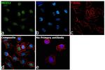 MED12 Antibody in Immunocytochemistry (ICC/IF)