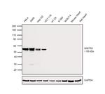 WWTR1 Antibody