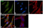 FAAH Antibody in Immunocytochemistry (ICC/IF)