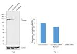 Alix Antibody