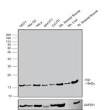 FIS1 Antibody in Western Blot (WB)