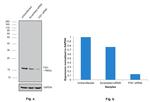 FIS1 Antibody