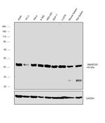 SMARCB1 Antibody in Western Blot (WB)