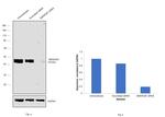 SMARCB1 Antibody