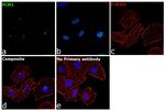 PCM1 Antibody in Immunocytochemistry (ICC/IF)