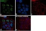 DHX9 Antibody in Immunocytochemistry (ICC/IF)