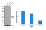 SUCLG2 Antibody in Western Blot (WB)