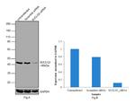 SUCLG2 Antibody