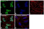 hnRNP U Antibody in Immunocytochemistry (ICC/IF)