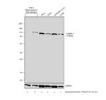 hnRNP U Antibody in Western Blot (WB)