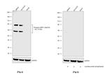 Phospho-DRP1 (Ser616) Antibody