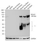 DCLK1 Antibody in Western Blot (WB)