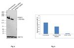 ROBO1 Antibody in Western Blot (WB)