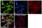 CHD7 Antibody in Immunocytochemistry (ICC/IF)