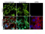 CHD7 Antibody in Immunocytochemistry (ICC/IF)