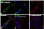 SCRIB Antibody in Immunocytochemistry (ICC/IF)