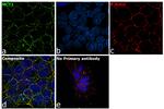 MCT1 Antibody in Immunocytochemistry (ICC/IF)