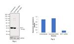 MCT1 Antibody in Western Blot (WB)