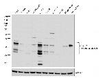 C2orf33 Antibody in Western Blot (WB)