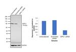 APPL1 Antibody in Western Blot (WB)