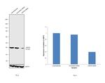 HSP40 Antibody