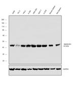 SMARCB1 Antibody in Western Blot (WB)