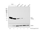 TSPO Antibody