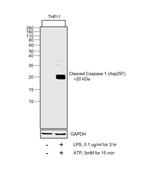 Caspase 1 (cleaved Asp297) Antibody