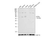 CD79a Antibody in Western Blot (WB)