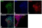 Cdc6 Antibody in Immunocytochemistry (ICC/IF)