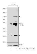 Cdc6 Antibody in Western Blot (WB)