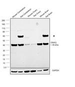 GNAQ Antibody in Western Blot (WB)