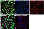 MCM2 Antibody in Immunocytochemistry (ICC/IF)