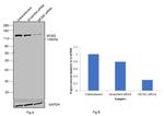 MCM2 Antibody in Western Blot (WB)