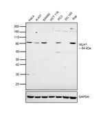 MLH1 Antibody in Western Blot (WB)