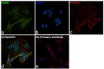 FADD Antibody in Immunocytochemistry (ICC/IF)