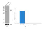 Optineurin Antibody in Western Blot (WB)