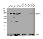 Optineurin Antibody in Western Blot (WB)