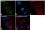 PRMT5 Antibody in Immunocytochemistry (ICC/IF)